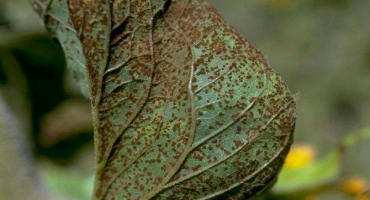 Jak se vypořádat s chorobami a škůdci šťovíků a předcházet jejich výskytu?